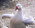Výskyt vtáčej chrípky sa v bratislavskej zoo u ďalších jedincov neobjavil