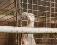 Iniciatíva Európa bez kožušín vyzbierala viac ako 17 milióna podpisov Európska komisia musí konať