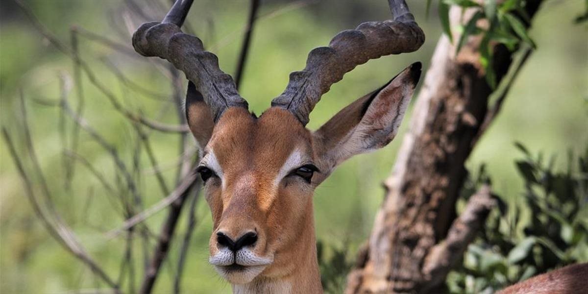 Bojnická zoo získala dvojročnú samicu antilopy, prišla z Nemecka