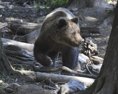 Medveď v katastri Tužiny napadol 38ročného muža