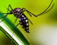 Horúčka dengue sa v Európe vyskytuje čoraz častejšie upozorňujú vedci