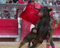 Španielsko zakázalo býčie zápasy s účasťou trpasličích toreadorov