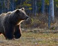 Ochranári chcú mapovať problémové medvede na Poľane biometriou