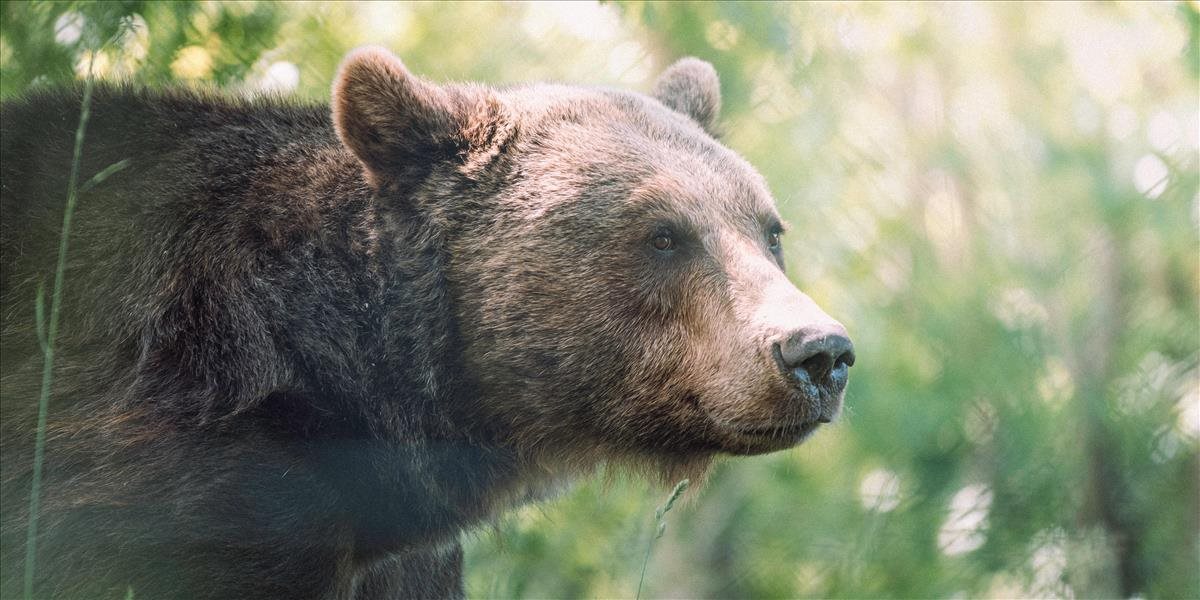 V Očovej problém s kontajnerovými medveďmi nie je, tvrdí starosta