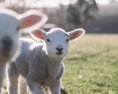 Na Novom Zélande žije päťkrát viac oviec ako ľudí aj napriek tomu je to rekordne nízke číslo