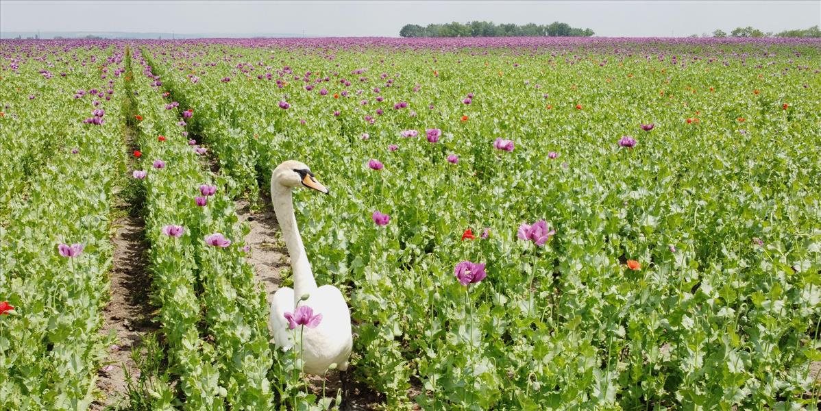 Pestovateľovi v Komárne ničia úrodu zdrogované labute