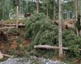Aktivisti Greenpeace na proteste v Demänovskej doline žiadali vyššiu ochranu lesov