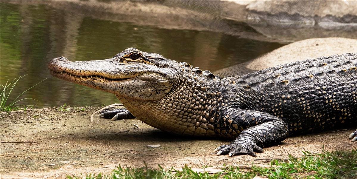 Samica krokodíla na Kostarike otehotnela bez oplodnenia samcom