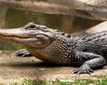 Samica krokodíla na Kostarike otehotnela bez oplodnenia samcom