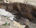 V Javorovej doline našli bezvládne telo medvedice