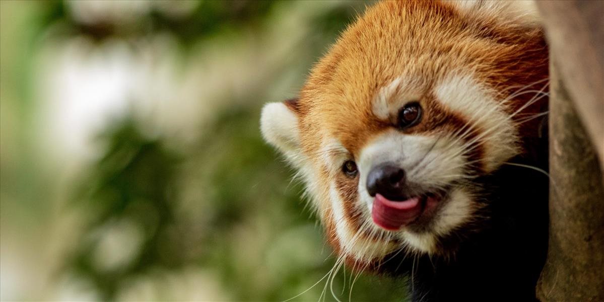Zoo Bojnice má novú samicu pandy červenej