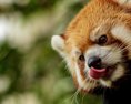 Zoo Bojnice má novú samicu pandy červenej