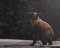 V blízkosti Svitu sa pohybuje medvedica s mladými
