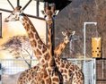 Aj zvieratám v Zoo je mimoriadne teplo. V Bratislavskej zoo sa počas horúčav rôzne ochladzujú.