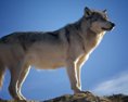 Niektoré spolkové krajiny v Rakúsku povolili lov vlkov