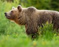 Medvedica napadla a zranila lesného pracovníka blízko Dolnej Bezovej
