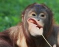 Bojnická zoo mení ceny vstupného a pridáva dlho očakávané novinky