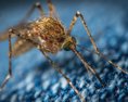 Komár tigrovaný môže preniknúť na Slovensko z pohraničných oblastí