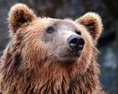 Monitoring veľkých šeliem stál štát už  321.264 eur