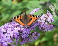Milovníci prírody v Británii môžu pomôcť pri každoročnom sčítavaní motýľov