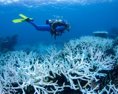 Veľkej koralovej bariére v Austrálii hrozí ďalšie blednutie