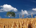 Kvalitnej potravinárskej pšenice sa podľa mlynárov urodilo menej