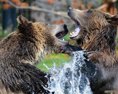 Tatranské medvieďatá sa udomácňujú v košickej zoologickej záhrade
