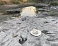 Nadmerné sucho v Texase odhalilo stopy dinosaurov staré 113 miliónov rokov