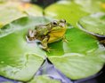 Dopyt po žabích stehienkach ohrozuje vzácne druhy v Ázii