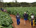 Biela genocída alias vyvražďovanie bielych farmárov v Afrike? Elon Musk v spore s lídrom juhoafrickej politickej strany Juliusom Malemom
