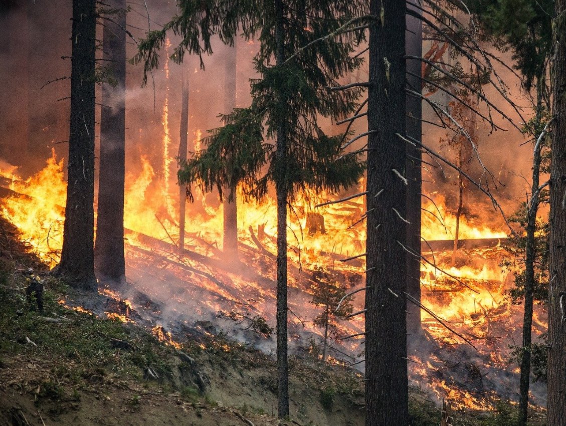 V letných horúčavách nastáva veľké riziko vzniku požiarov v lese, a preto je dôležité sa vyvarovať zakladaniu ohňa.