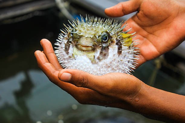 Čerstvo ulovená fugu - ktorému odvážlivcovi pristane na tanieri?