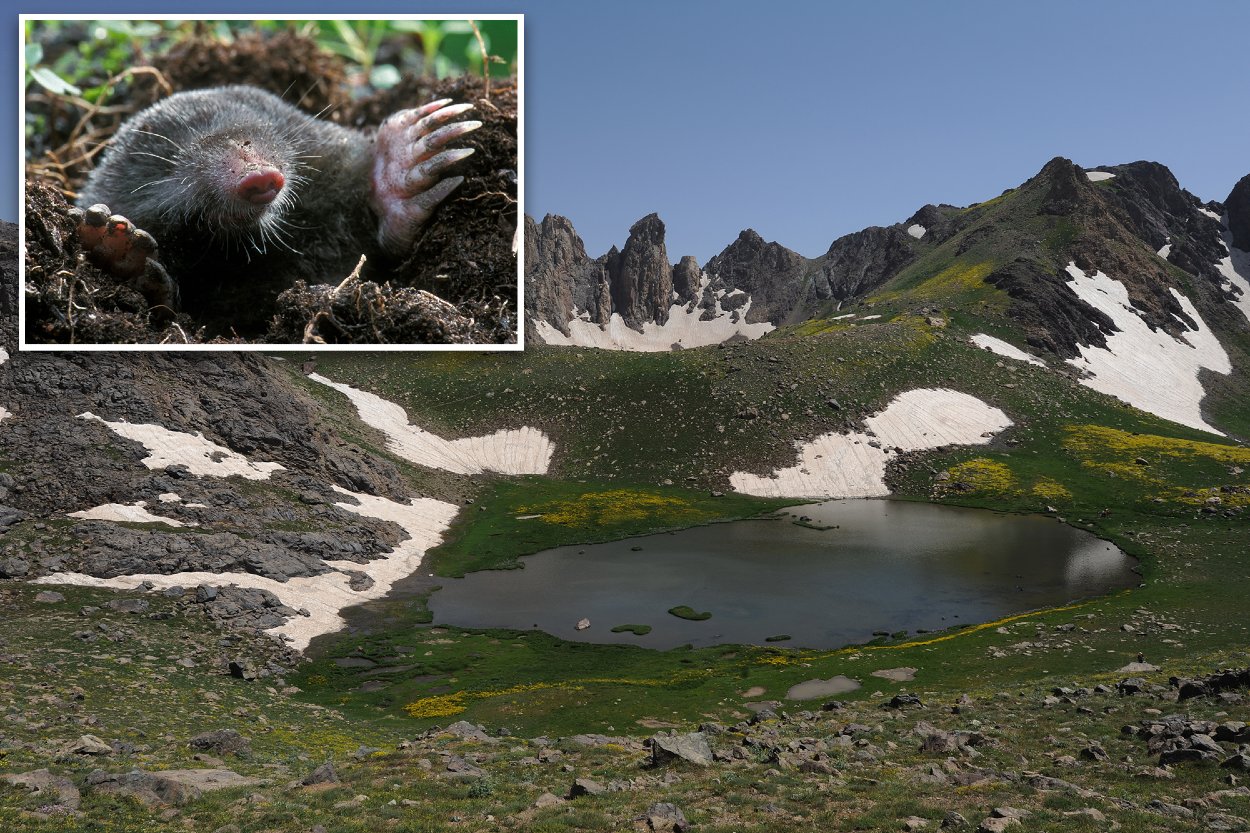 Turecká oblasť Hakkari, kde objavili druh Talpa hakkariensis.