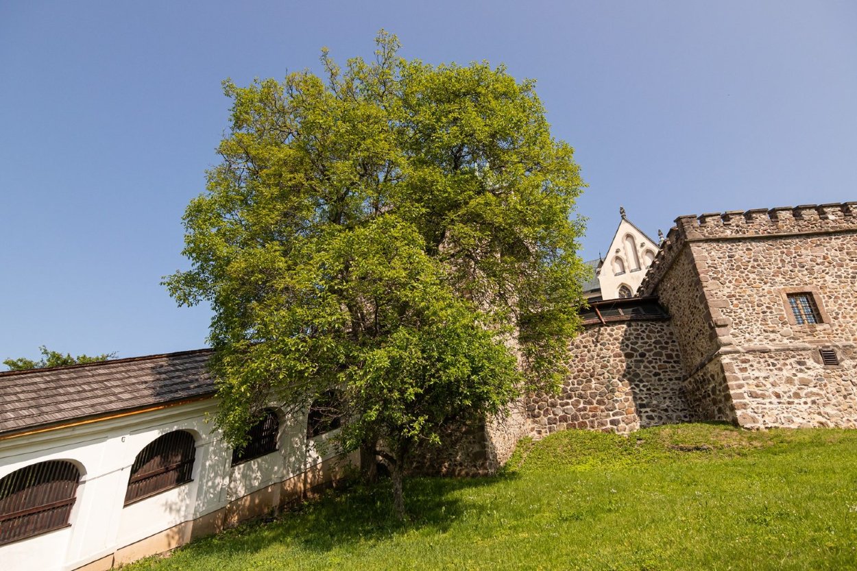 Orech kráľovský v Kremnici