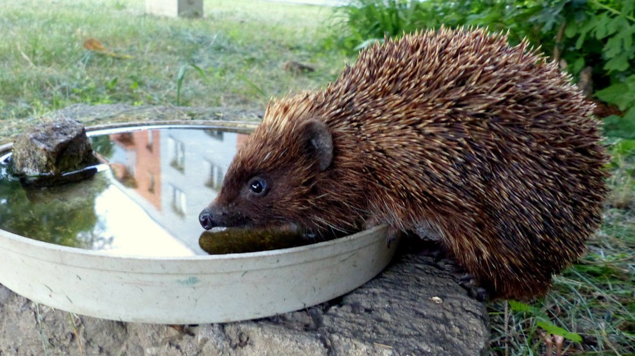 Ježkovia ťažko znášajú letné horúčavy, a preto je treba im napustiť trochu vody do misiek.