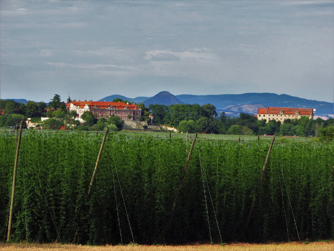 Chmeľ z českého mesta Žatec, ktorý sa dostal na zoznam kultúrneho dedičstva UNESCO.