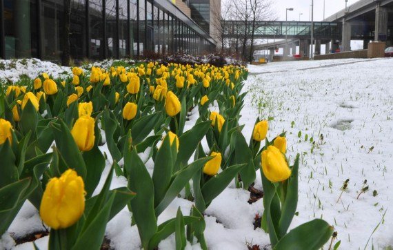 Ilustračná fotografia, zhotovená 23. apríla 2012, ukazuje rozkvitnuté tulipány pokryté snehom v Ottawe v Kanade.