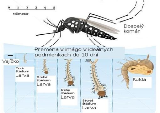 Životný cyklus komára tigrovaného.