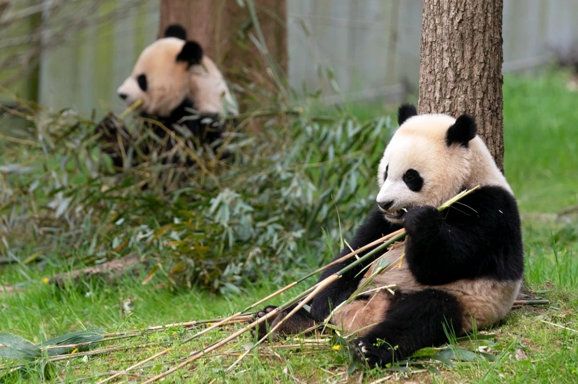 Panda Mei Xiang (vľavo) a jej 3-ročné mláďa Xiao Qi Ji minulý rok v Národnej zoo vo Washingtone.