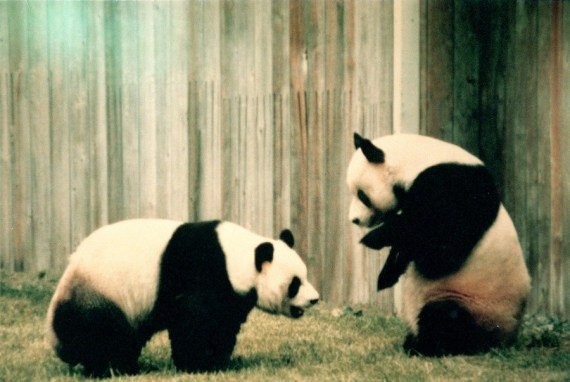 Nedatovaná fotografia zobrazuje Ling Ling (R) a Hsing Hsing, pár veľkých pánd ako dar od čínskej vlády vo Washingtonskej národnej zoo v Spojených štátoch.