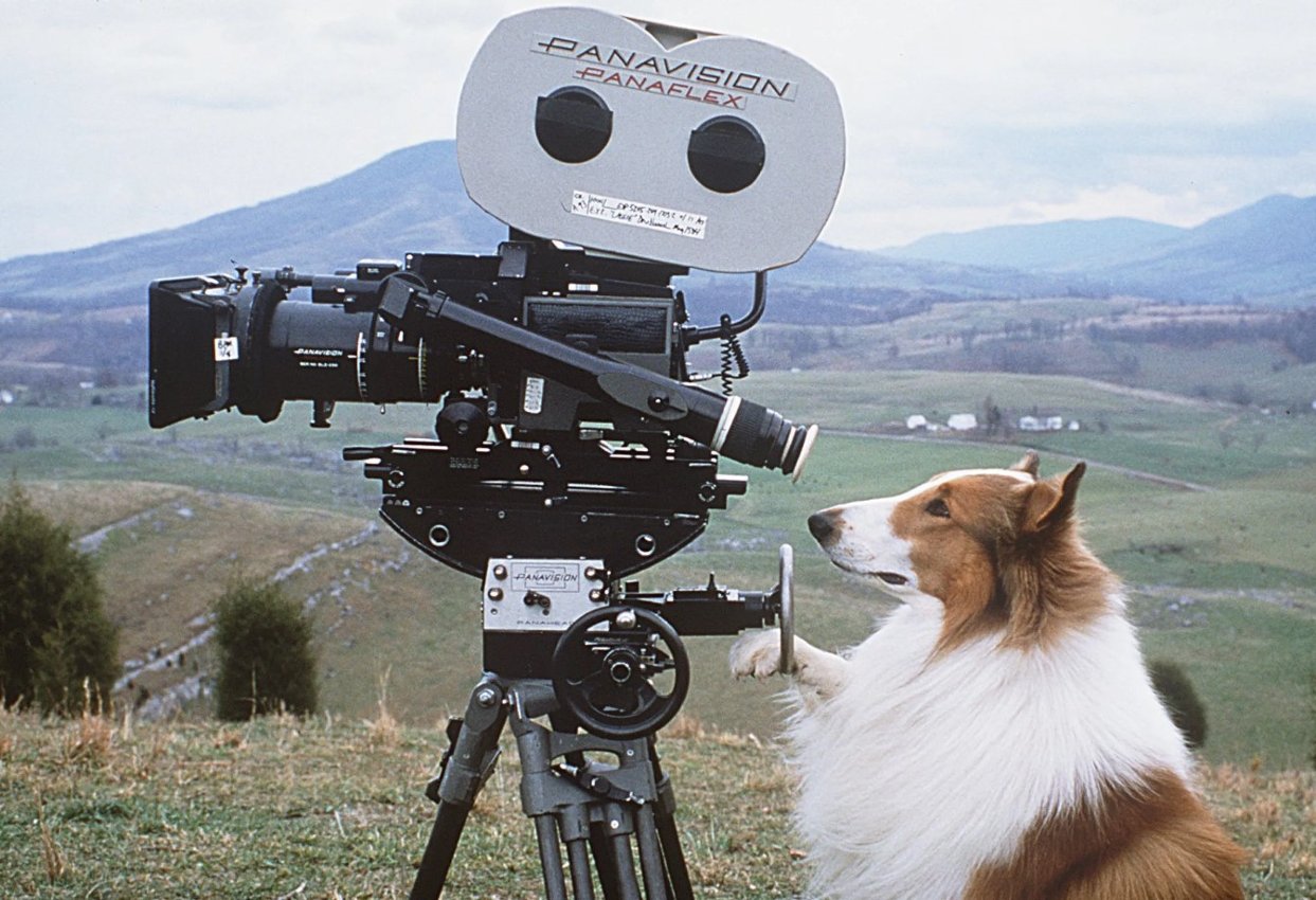 Lassie (na propagačnej fotografii z filmu z roku 1994) by bol istým kandidátom na psieho Oscara.