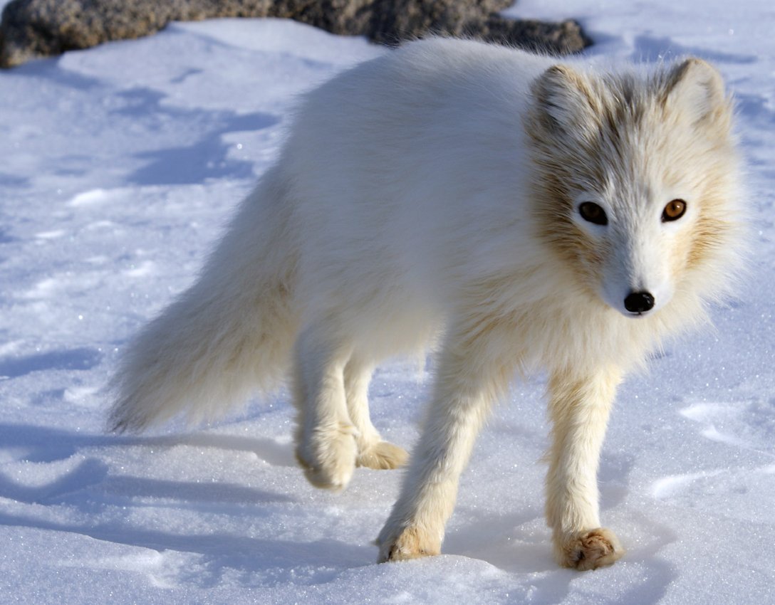 foto: Cool Antarctica