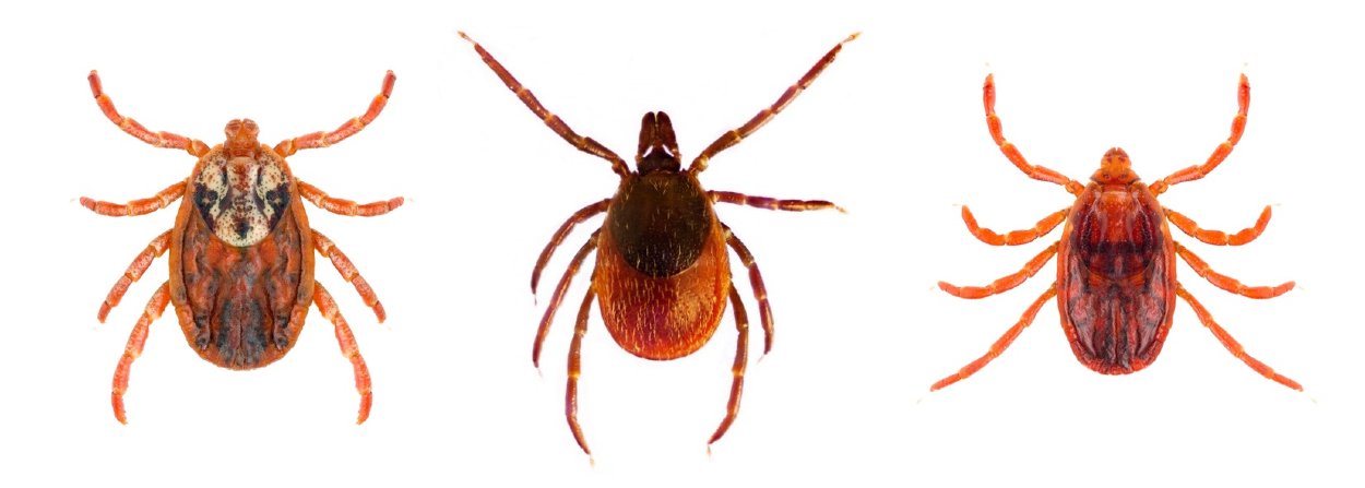 Nebezpečné druhy kliešťa: Dermacentor marginatus - pijak stepný, Ixodes-ricinus - kliešť obyčajný, Rhipicephalus sanguineus - kliešť psí. 