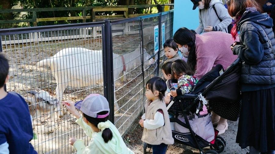 Na tejto archívnej ilustračnej fotografii z 23. novembra 2021 ľudia kŕmia zvieratá počas japonského sviatku Dňa vďakyvzdania práce v parku Chikozen v Saitame v Japonsku.