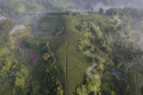 Táto letecká snímka urobená 29. mája 2023 ukazuje pohľad na les a čajové plantáže v Ciantene, okrese Bogor v Západnej Jáve v Indonézii.