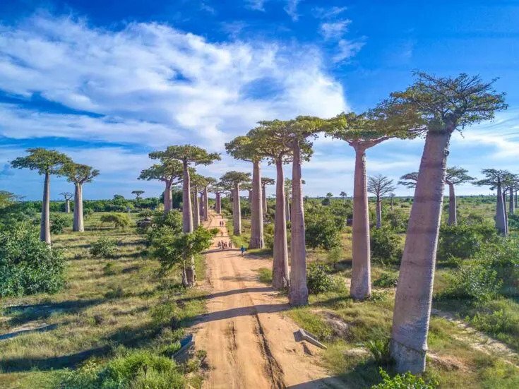 Najznámejším miestom je Avenue of Baobabs, čo je skupina baobabov lemujúcich poľnú cestu medzi Morondavou a Belon'i Tsiribihina v západnej časti Madagaskaru.