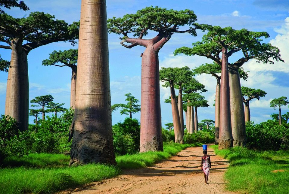 Stromy Baobab, staré až 800 rokov, sa pôvodne netýčili izolovane nad krajinou, ale stáli v hustom tropickom lese. V priebehu rokov boli lesy vyčistené pre poľnohospodárstvo a zostali len slávne baobaby.