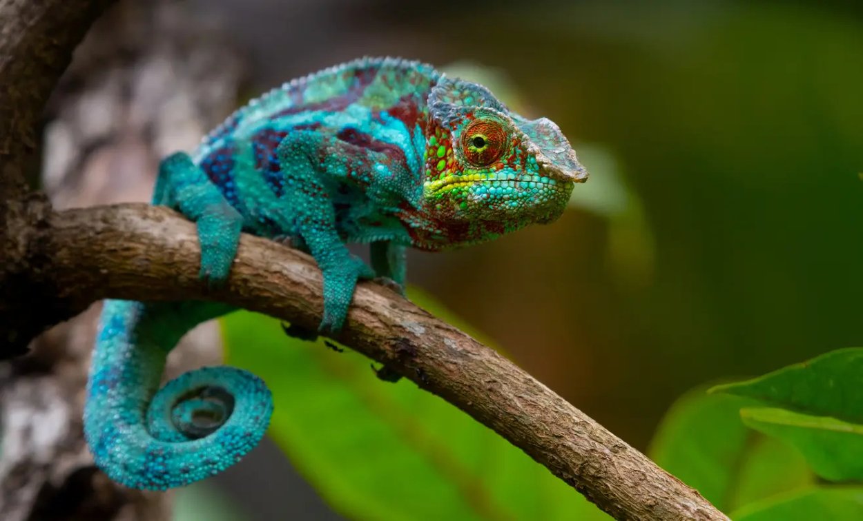 Vedci našli niekoľko živých exemplárov chameleóna Voeltzkowa, nepolapiteľného druhu  chameleóna, ktorý bol naposledy spozorovaný na Madagaskare pred 100 rokmi. 