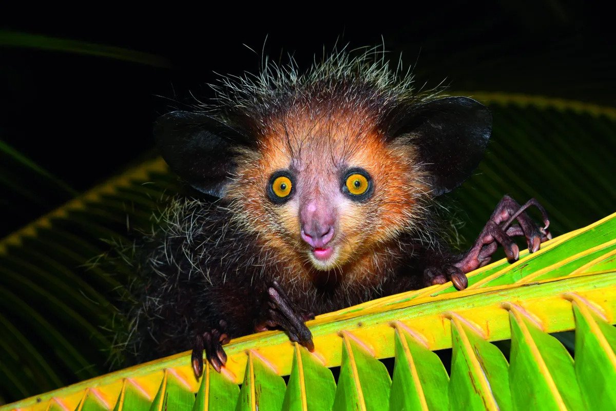 Aye-aye na palmovom liste, polostrov Masoala, Madagaskar.