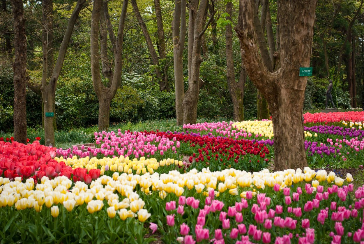 Kjótske botanické záhrady, založené v roku 1924, sú najstaršími botanickými záhradami v Japonsku.